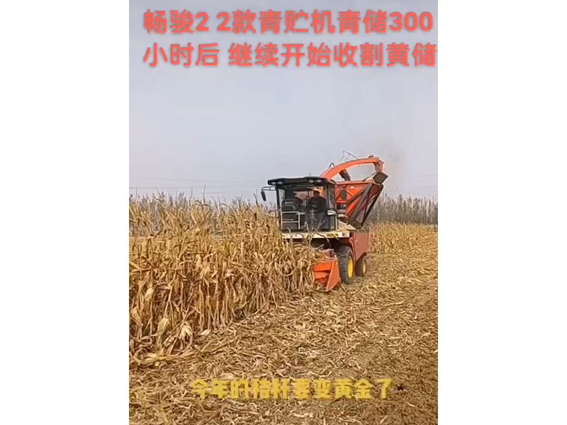 4QZ-8自走式青饲料收获机收割黄储中